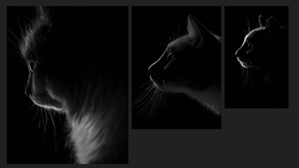 Black and white collage of a beautiful kitten in different poses - Tokyo Portrait Photographer, Photographer in Tokyo