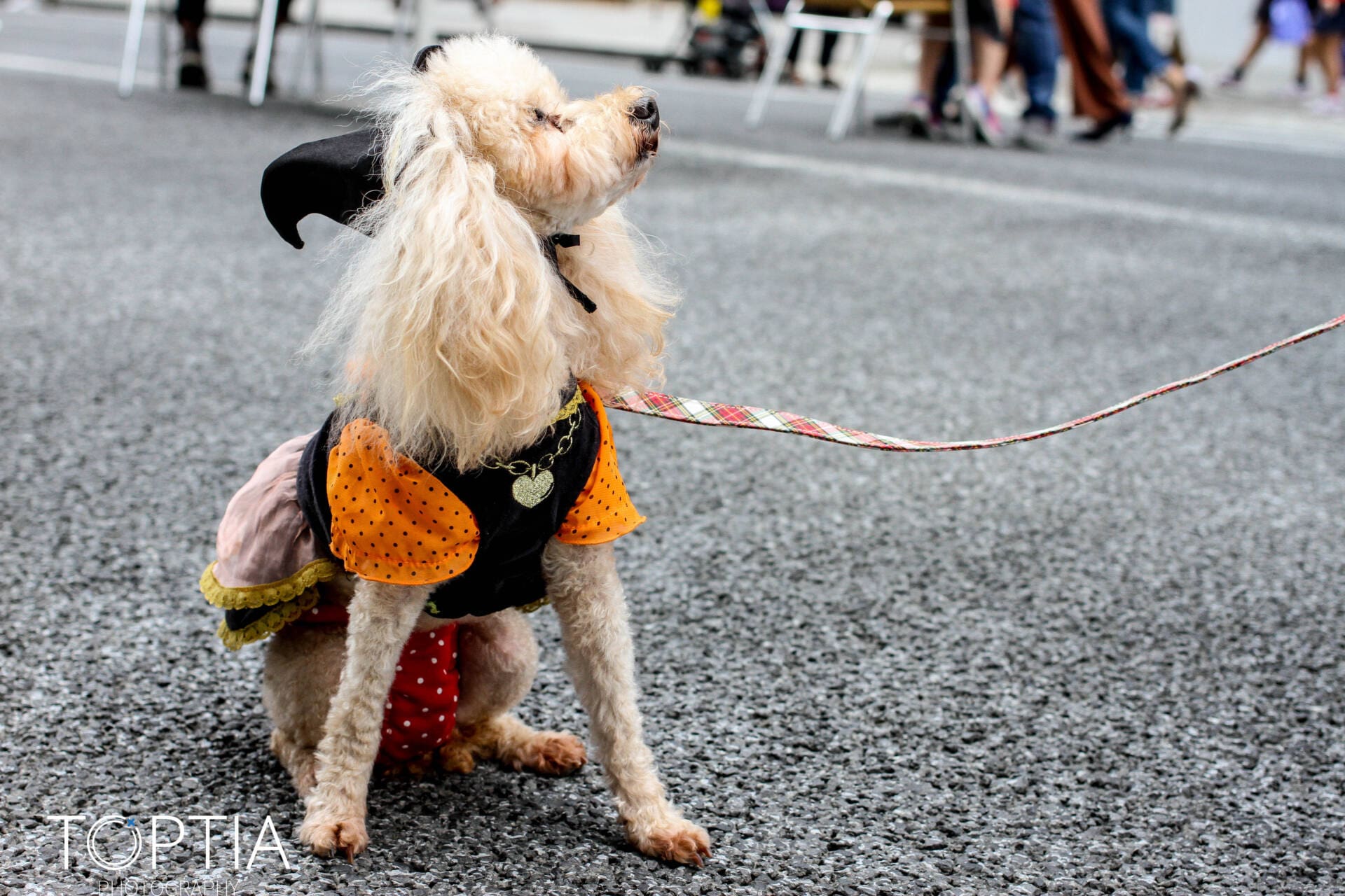 A dog in colorful Halloween costume at some Tokyo street - Tokyo Portrait Photographer, Charlotte Portrait Photographer